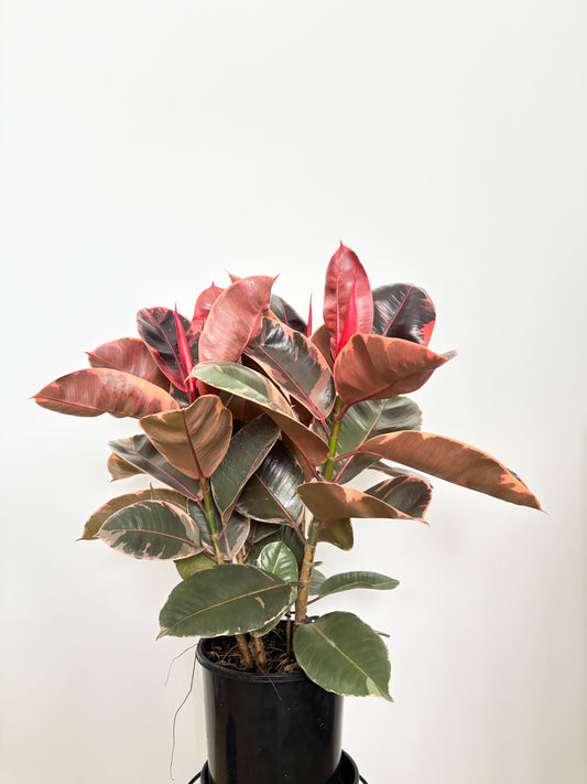 Ficus Elastica Ruby
