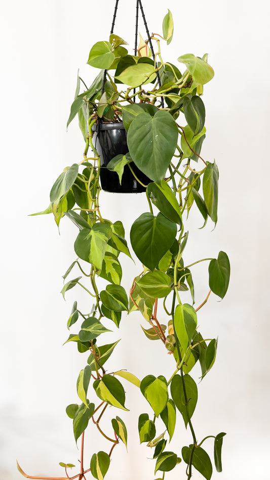 Philodendron Brasil 180mm Hanging Basket