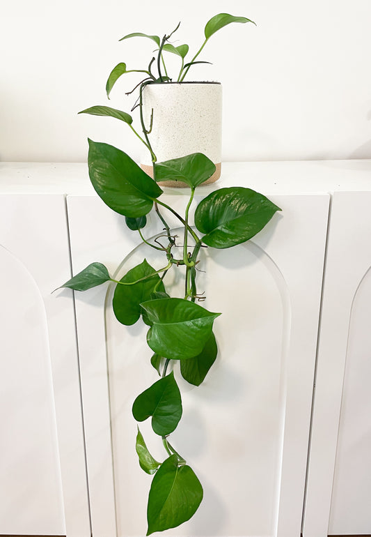 Jade Pothos- Epipremnum aureum 'Jade'